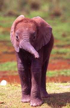 Baby Elephant Amboseli Kenya